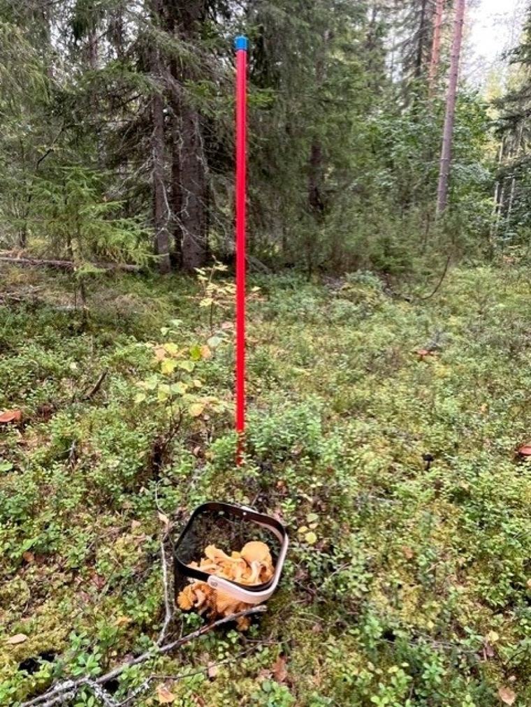 Lukijan mielipide: Kun erämaa muuttuu teollisuusalueeksi Mielipiteet 8:00