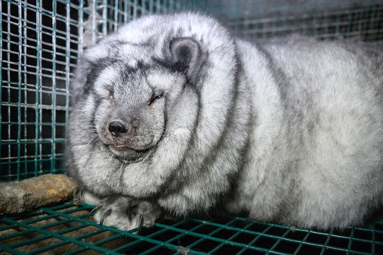 Animalia väittää saaneensa kuvamateriaalia jättiketuista myös Keski-Pohjanmaalla – Näin viranomainen kommentoi isojen kettujen tilannetta Paikallisuutiset 4.9.